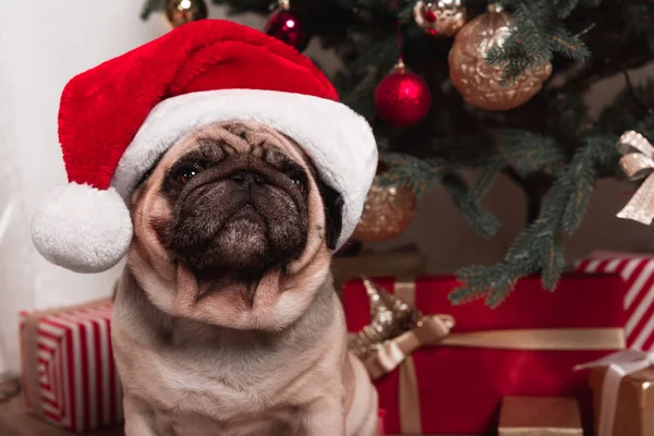 Pug sitting under christmas tree — Stock Photo