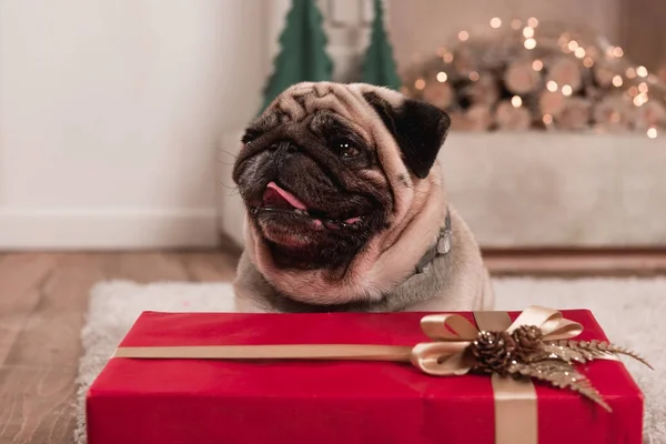 Pug with christmas gift — Stock Photo