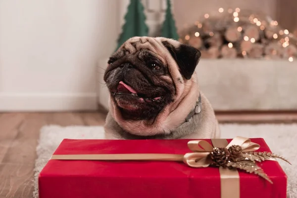 Mops mit Weihnachtsgeschenk — Stockfoto