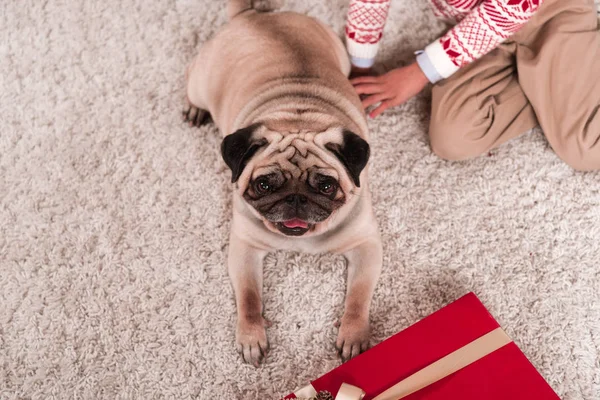 Mops legt sich auf Teppich mit Geschenkbox — Stockfoto