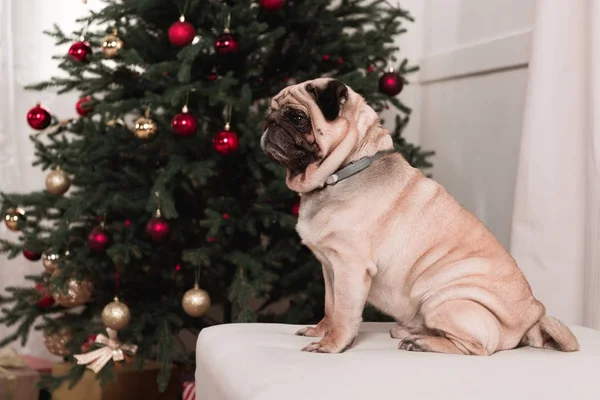 Pug sitting next to christmas tree — Stock Photo