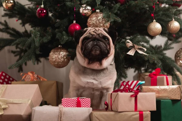 Pug sitting under christmas tree — Stock Photo