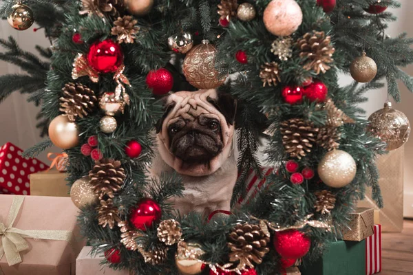 Perro de Navidad - foto de stock