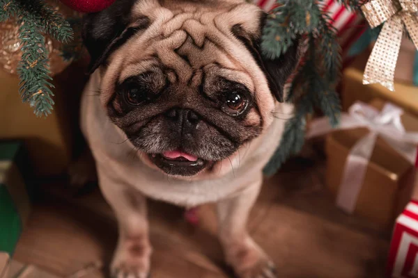 Pug sitting under christmas tree — Stock Photo