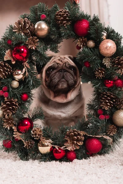 Pug sitting behind christmas wreath — Stock Photo