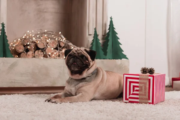 Mops mit Weihnachtsgeschenk — Stockfoto