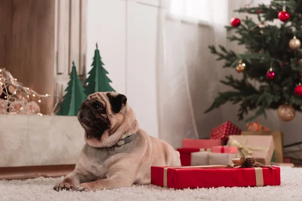 Mops mit Weihnachtsgeschenk — Stockfoto