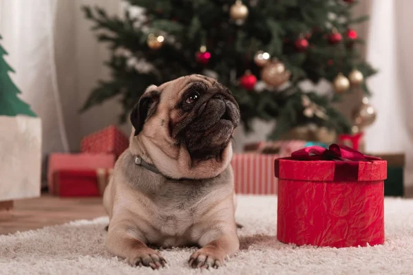 Мопс с рождественским подарком — стоковое фото