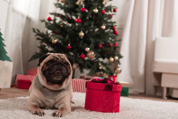 Pug with christmas gift — Stock Photo