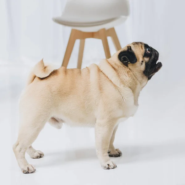 Cute pug dog looking up in room interior — Stock Photo