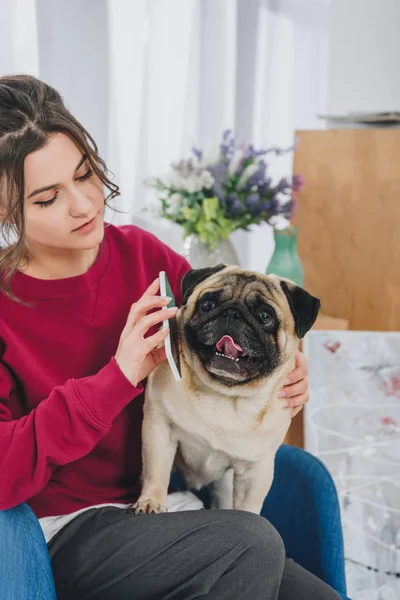 Cute pug listening to smartphone in female hands — Stock Photo