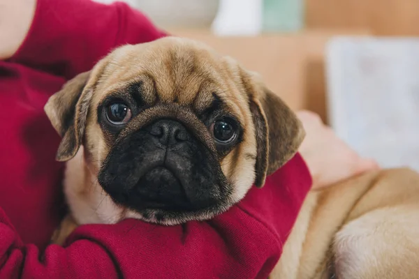 Nahaufnahme einer Frau, die mit einem süßen Mops spielt — Stockfoto