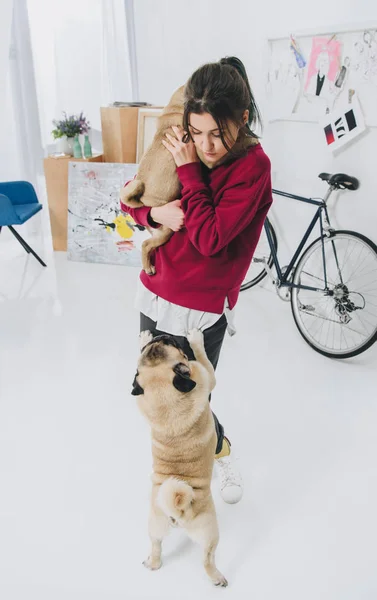 Young woman playing with pugs in stylish room — Stock Photo