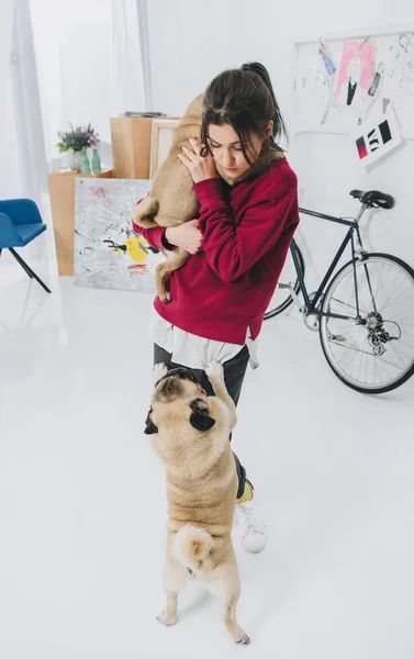 Mujer joven jugando con pugs en habitación elegante — Stock Photo