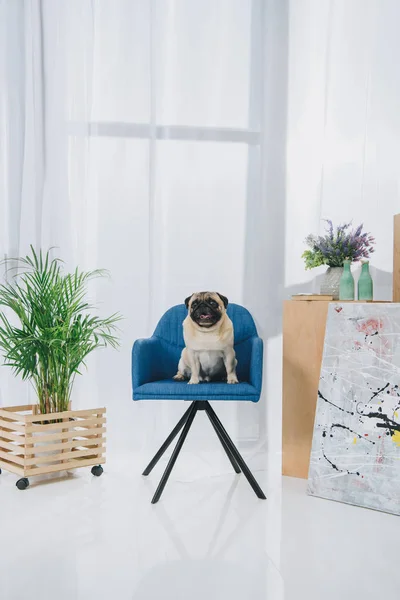 Lustiger Mops-Hund sitzt auf Stuhl im hellen Raum — Stockfoto