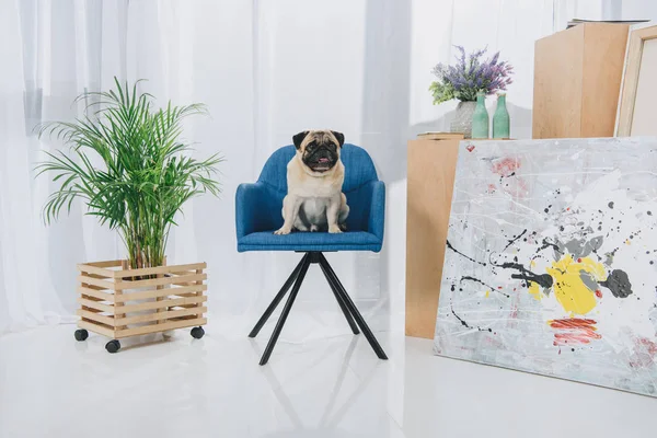 Cute pug sitting on chair at home — Stock Photo