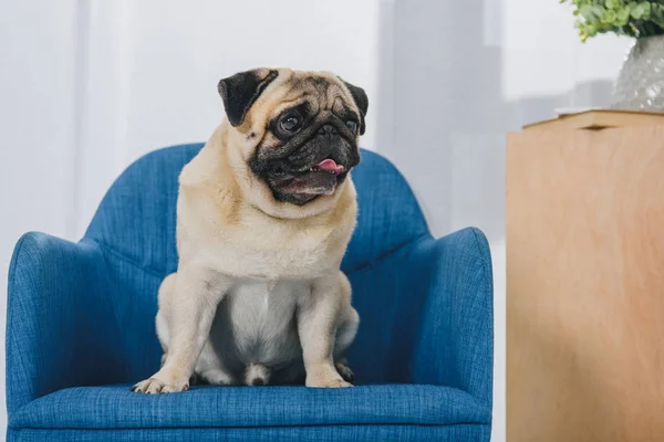 Kleiner Mops auf Stuhl sitzend — Stockfoto