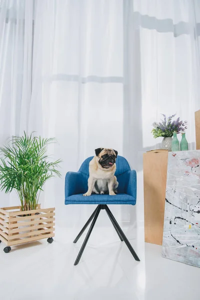 Cão pug engraçado sentado na cadeira no quarto moderno — Fotografia de Stock