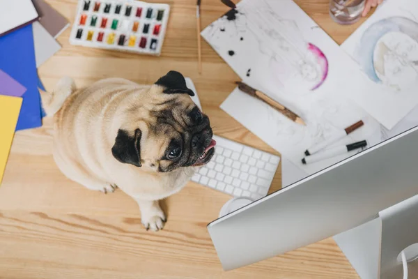 Niedlicher Mops auf Arbeitstisch mit Mode-Illustrationen und Computer — Stockfoto