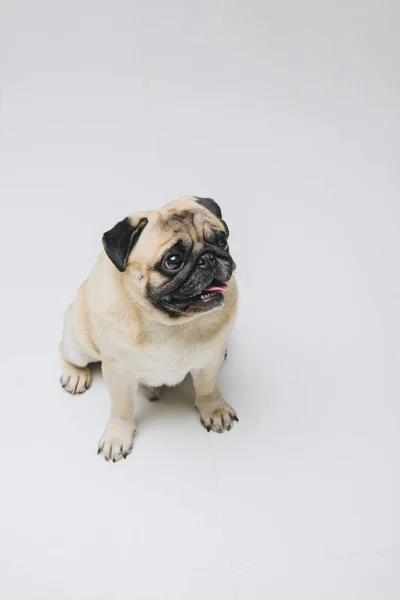 Lindo perro pug mirando hacia arriba aislado en blanco - foto de stock