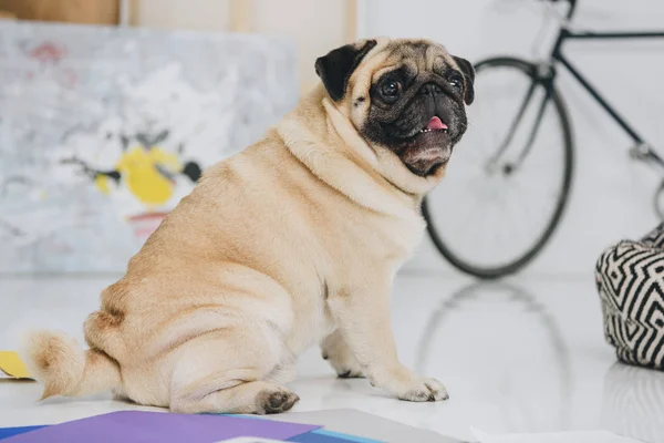 Симпатичная собака-мопс в интерьере комнаты — стоковое фото
