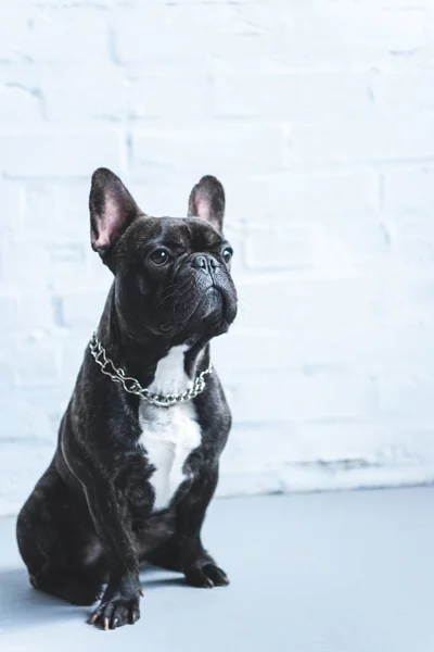 Bulldog francês sentado no chão por parede branca — Fotografia de Stock