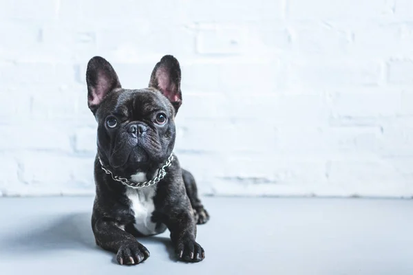 Cute French bulldog lying on floor and looking up — Stock Photo