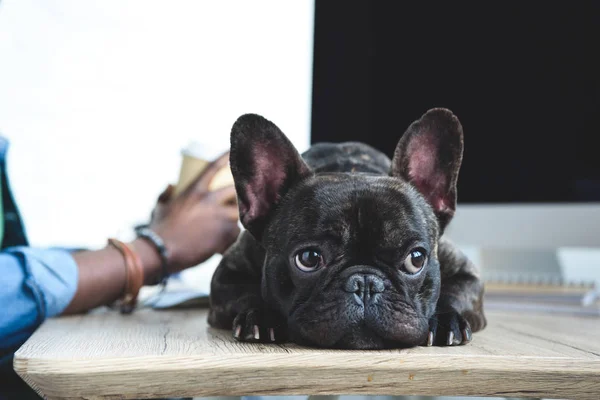 Aburrido perro esperando a que el hombre afroamericano termine el trabajo por computadora - foto de stock