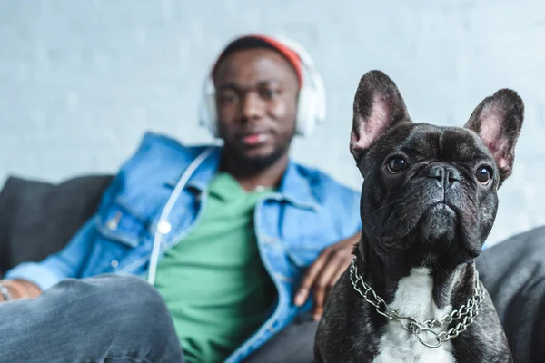 Bulldog francês por homem afro-americano bonito em fones de ouvido — Fotografia de Stock