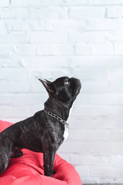 Frenchie perro sentado en la bolsa de frijoles rojos y mirando hacia arriba - foto de stock