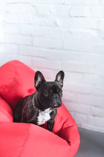 Cão francês engraçado sentado no saco de feijão vermelho — Fotografia de Stock