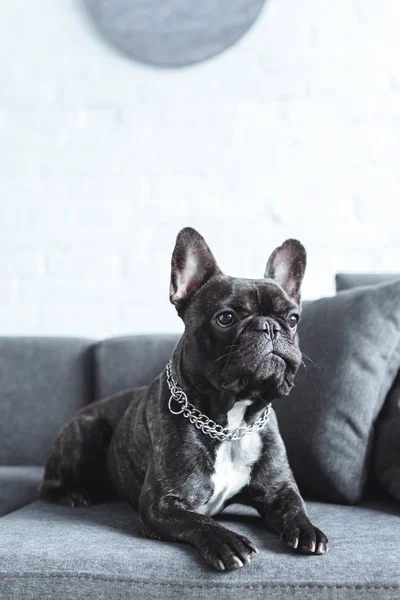 Vue rapprochée du mignon bouledogue français couché sur un canapé gris — Photo de stock