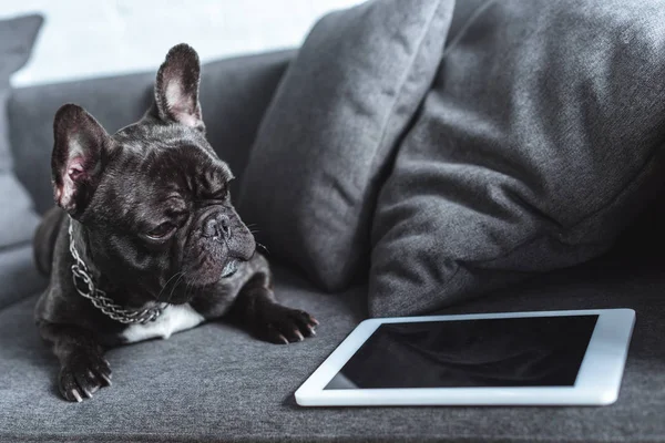 Niedliche französische Bulldogge sitzt auf Sofa per Tablet — Stockfoto
