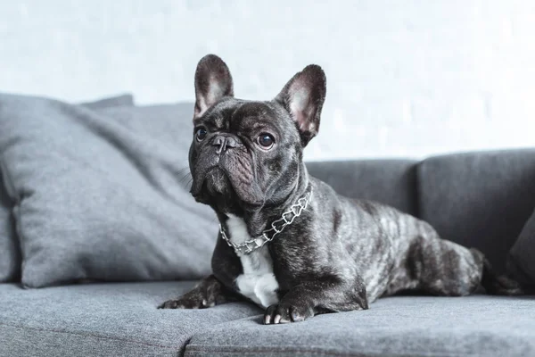 Niedliche französische Bulldogge liegt auf grauem Sofa — Stockfoto