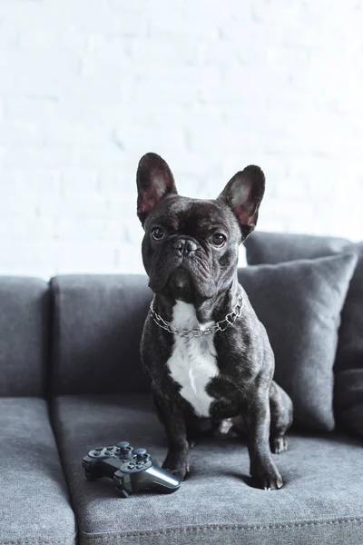 Чорний Frenchie, сидячи на дивані джойстик — стокове фото