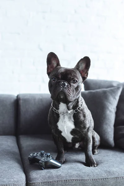 Black Frenchie sitting on sofa by joystick — Stock Photo