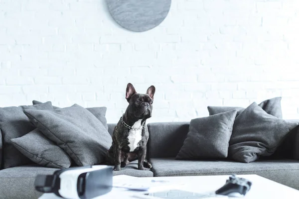 Cute french bulldog sitting on sofa by table with digital gadgets — Stock Photo