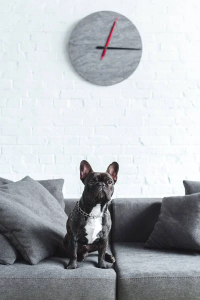 Mignon bouledogue français assis sur le canapé dans une chambre confortable — Photo de stock