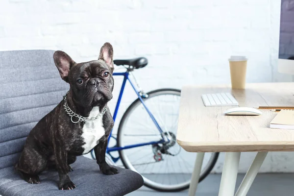 Bouledogue français assis sur une chaise près de la table au bureau à domicile — Photo de stock