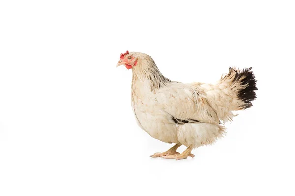 Full length view of beautiful white hen standing isolated on white — Stock Photo