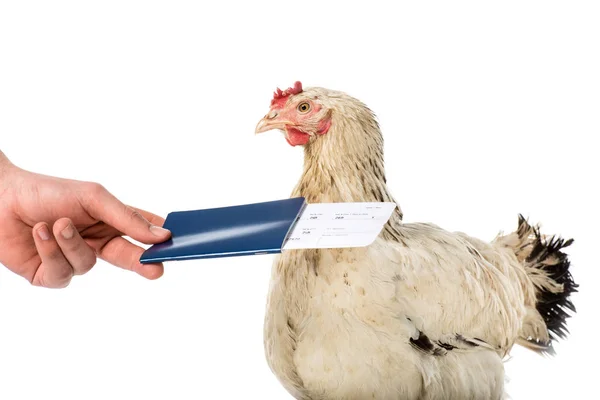 Vista parcial de la persona que da pasaporte con billete a gallina aislado en blanco - foto de stock