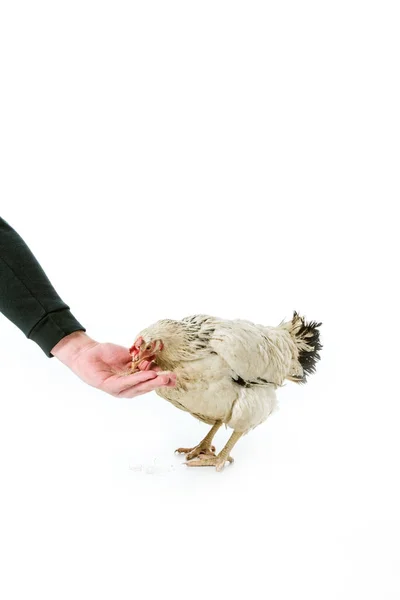Partial view of person feeding hen isolated on white — Stock Photo