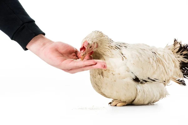 Tiro cortado de pessoa alimentando galinha isolada em branco — Fotografia de Stock