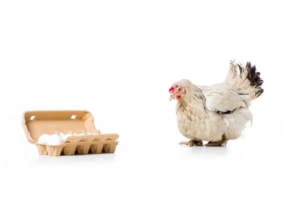 Белая курица и сырые яйца в яичной коробке изолированы на белом — стоковое фото