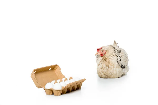 Gallina y huevos crudos en caja de huevos aislados en blanco - foto de stock