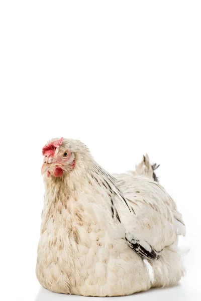 Close-up view of beautiful white hen lying isolated on white — Stock Photo
