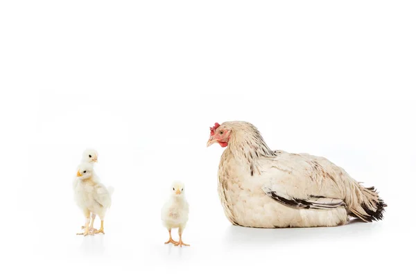 Hen looking at cute little chickens isolated on white — Stock Photo