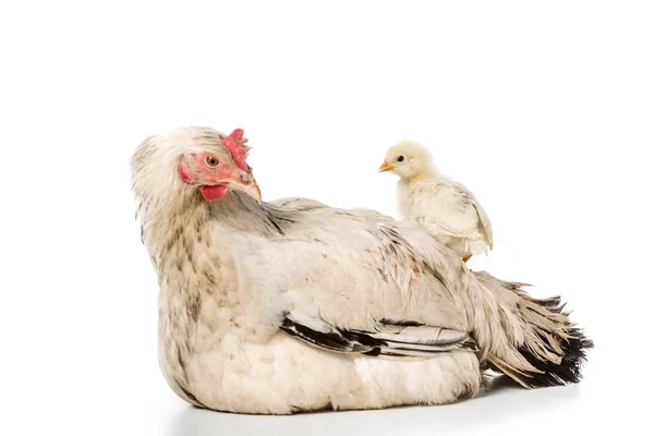 Adorable petit poulet debout sur poule isolée sur blanc — Photo de stock