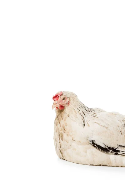 Vue rapprochée de belle poule blanche regardant la caméra isolée sur blanc — Photo de stock