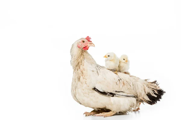 Entzückende kleine Hühner sitzen auf Henne isoliert auf weiß — Stockfoto